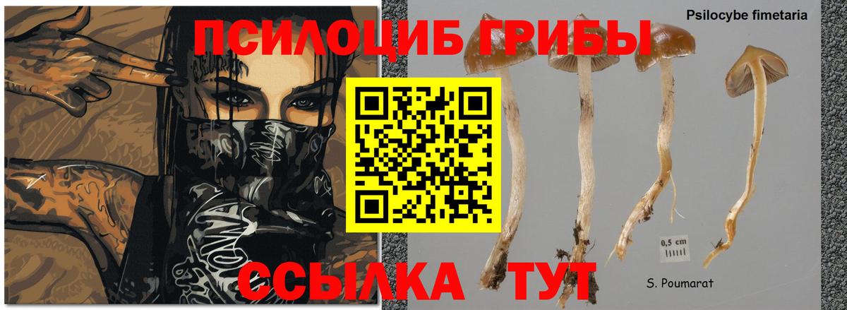 Галлюциногенные грибы MAGIC MUSHROOMS Черкесск